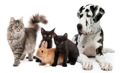 Pets Sitter – Canguro Para Mascotas